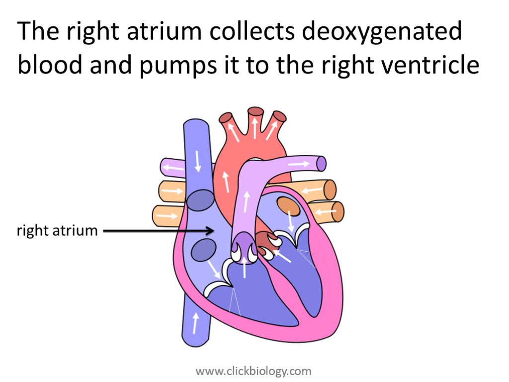 The right atrium collects deoxygenated blood and pumps it to the right ventricle right